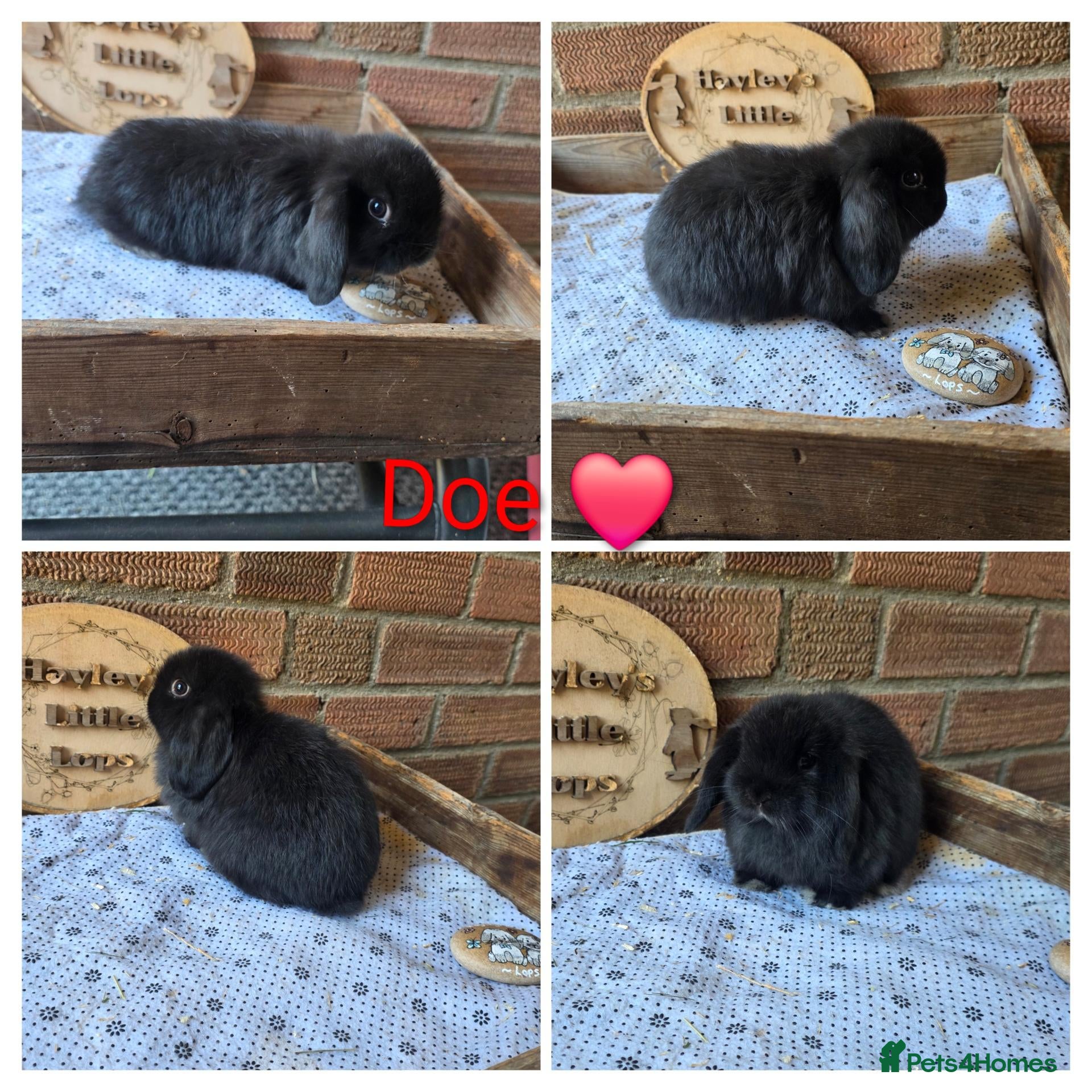 Mini Lop rabbits READY NOW Gorgeous pure breed mini lops  - Advert 1