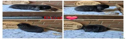 Mini Lop rabbits for sale: READY NOW Gorgeous pure breed mini lops  - Advert 1