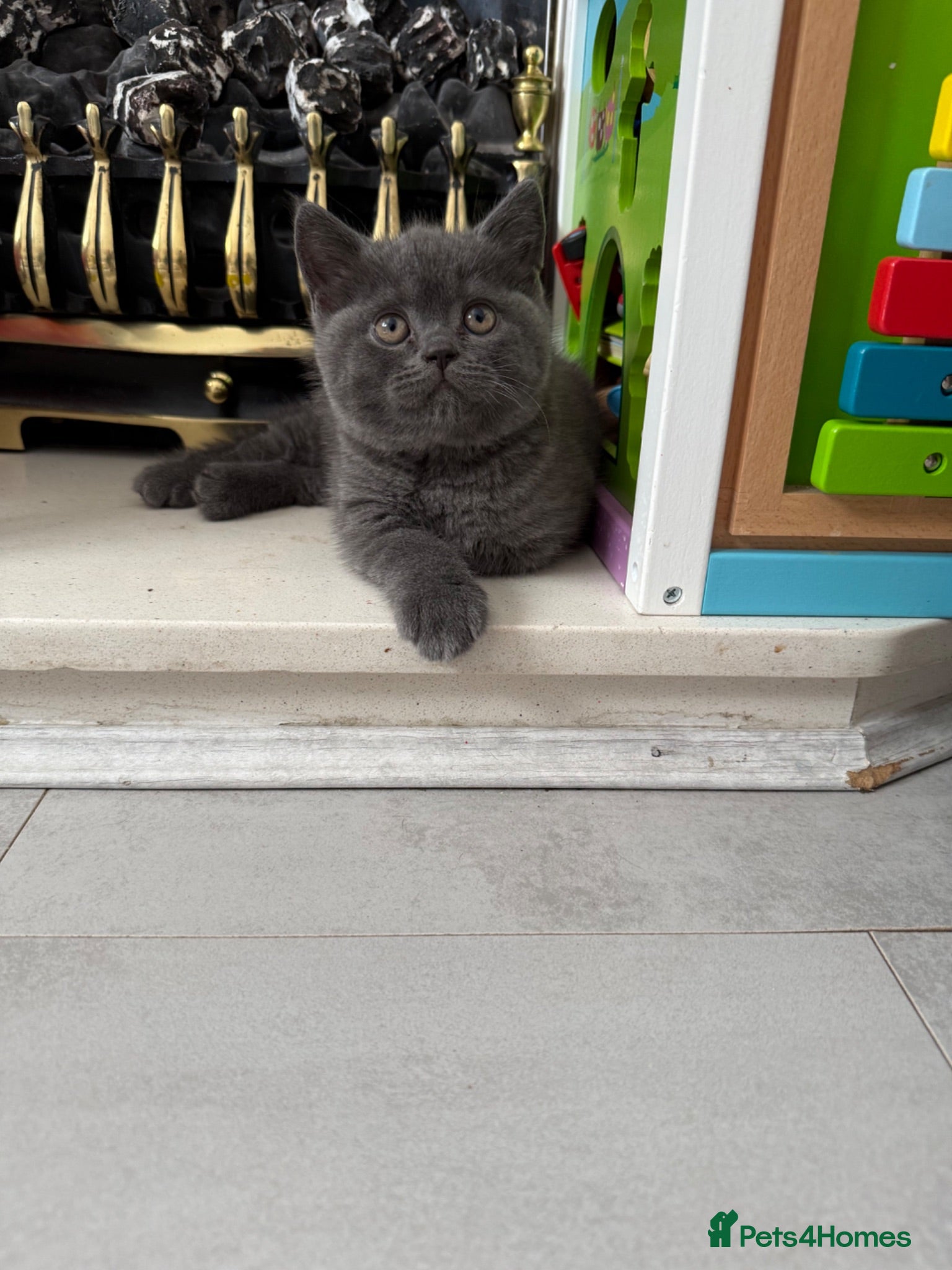 British Shorthair cats Chunky Solid Blue Male British Shorthair Kitten  - Advert 1