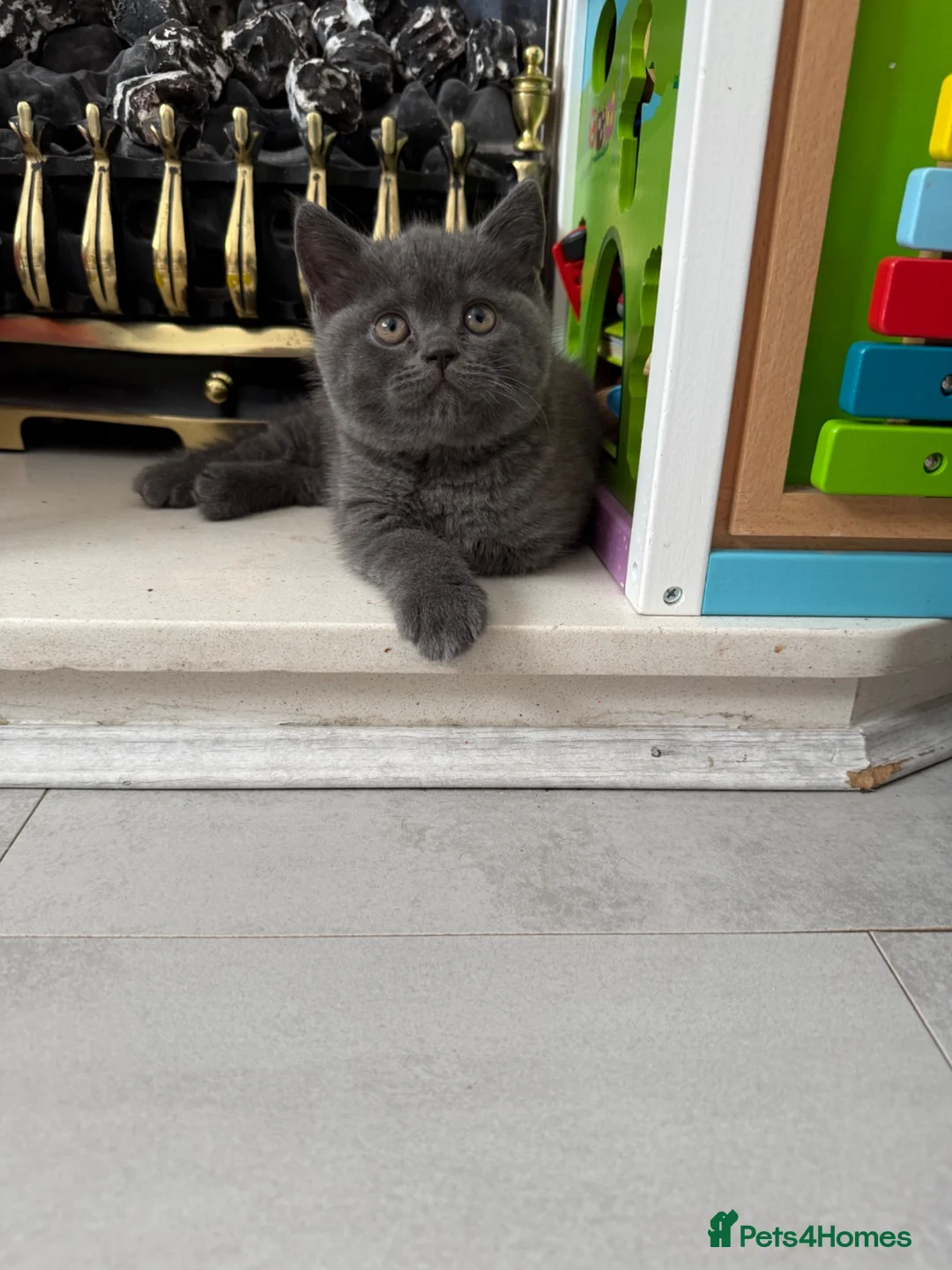 British Shorthair cats for sale: Chunky Solid Blue Male British Shorthair Kitten  in Liverpool - Advert 1