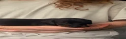 Jackshund dogs for sale: Beautiful Jackshund Puppies 2 Boys & 2 Girls 🐶❤️ in Southam - Advert 3