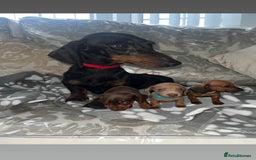 Dachshund dogs for sale: Dachshund puppies  - Image 19