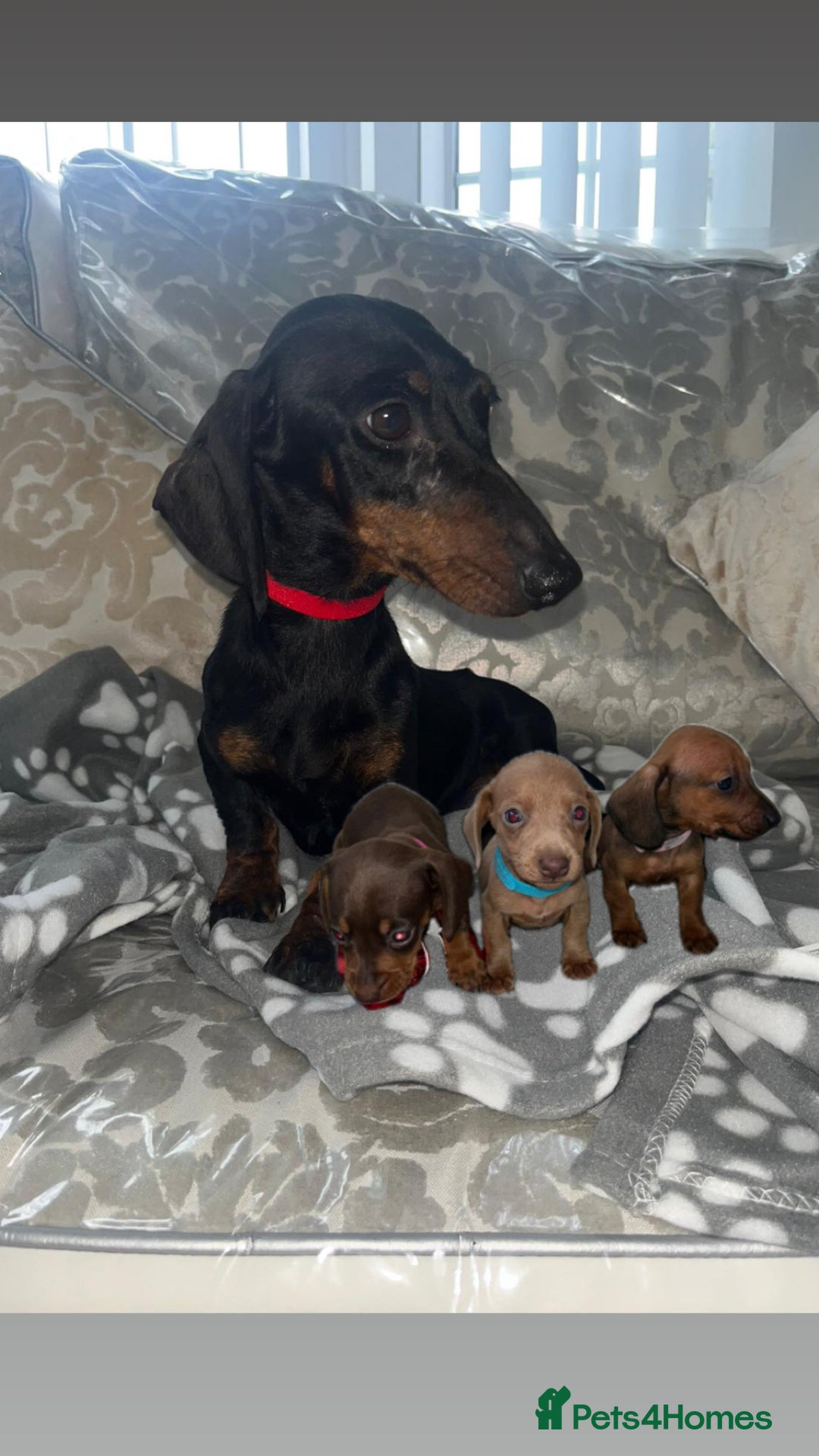 Dachshund dogs for sale: Dachshund puppies  - Image 19