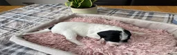 Sproodle dogs for sale: ✨ Premium Rare Sproodle Puppies – Champion Lines ✨ - Advert 32