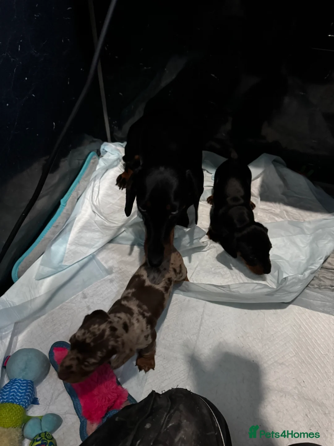 Miniature Dachshund dogs for sale: Female Short haired miniature Dashound  - Advert 2