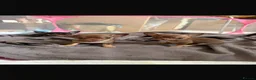 Chihuahua dogs for sale: Tiny chihuahua puppy’s  - Advert 4
