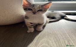 Mixed Breed cats for sale: Cute mixed Bengal kittens  - Image 7