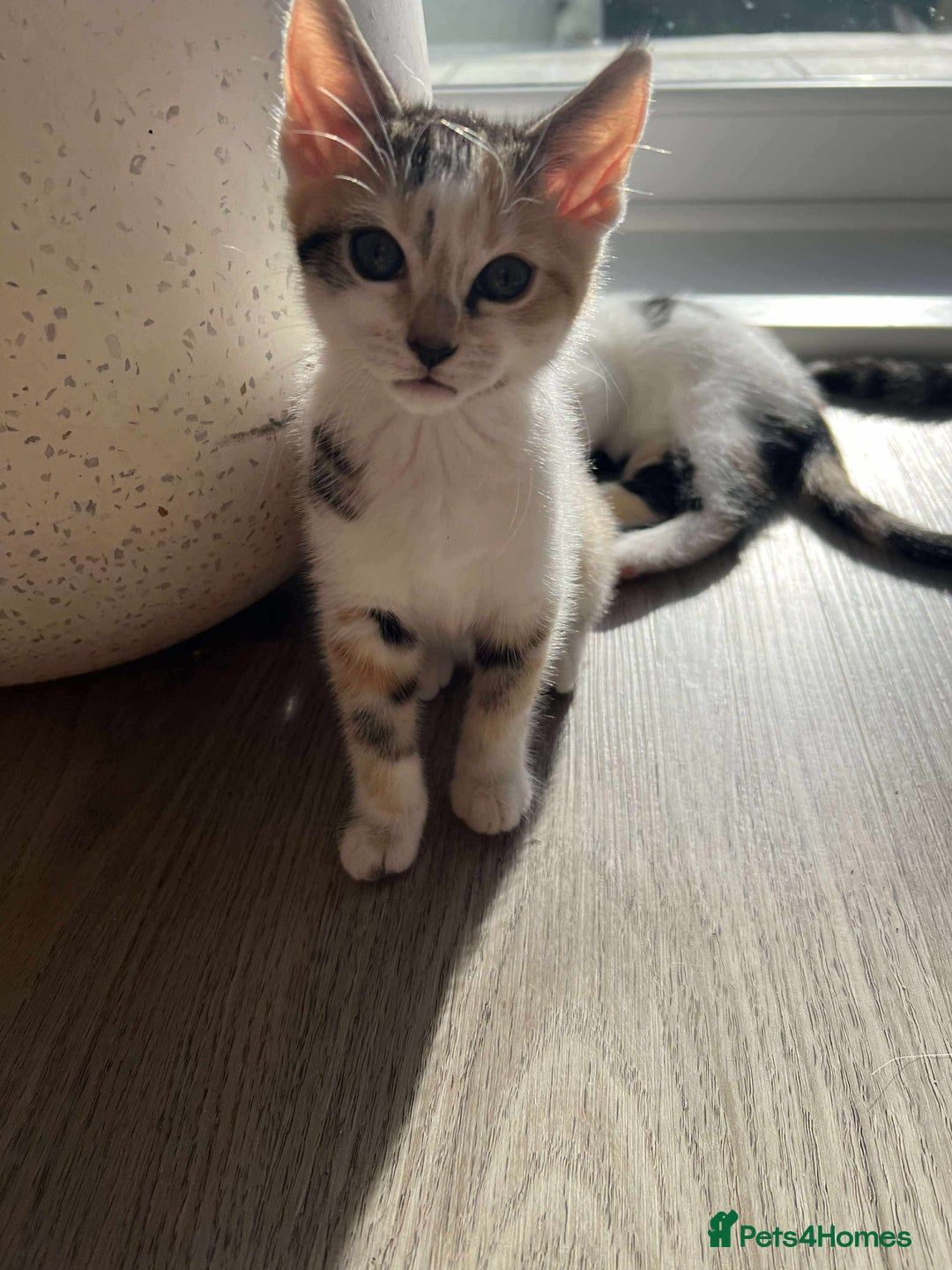 Mixed Breed cats for sale: Cute mixed Bengal kittens  - Image 7