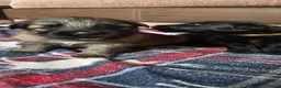 German Shepherd dogs for sale: German Shepherd Puppies - Advert 23