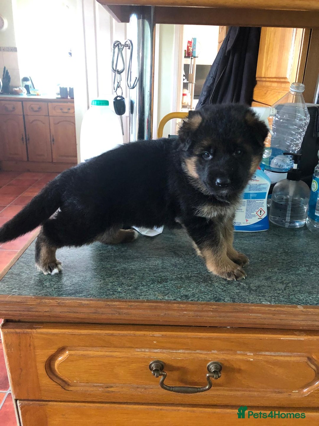German Shepherd dogs for sale: West German German Shepherd stud dog for sale - Image 12