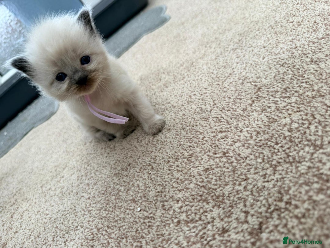 Ragdoll cats for sale: 3 stunning chunky ragdoll girls  - Advert 6