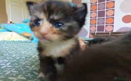 Mixed Breed cats for sale: 6 Gorgeous Kittens Looking for Forever Homes  - Image 12