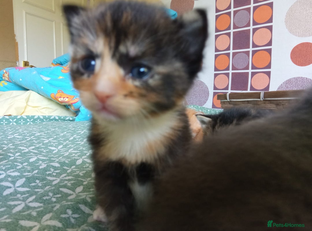 Mixed Breed cats for sale: 6 Gorgeous Kittens Looking for Forever Homes  - Image 12