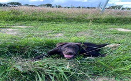 Labrador Retriever dogs for sale: KC registered Chocolate Labrador Female - Image 3