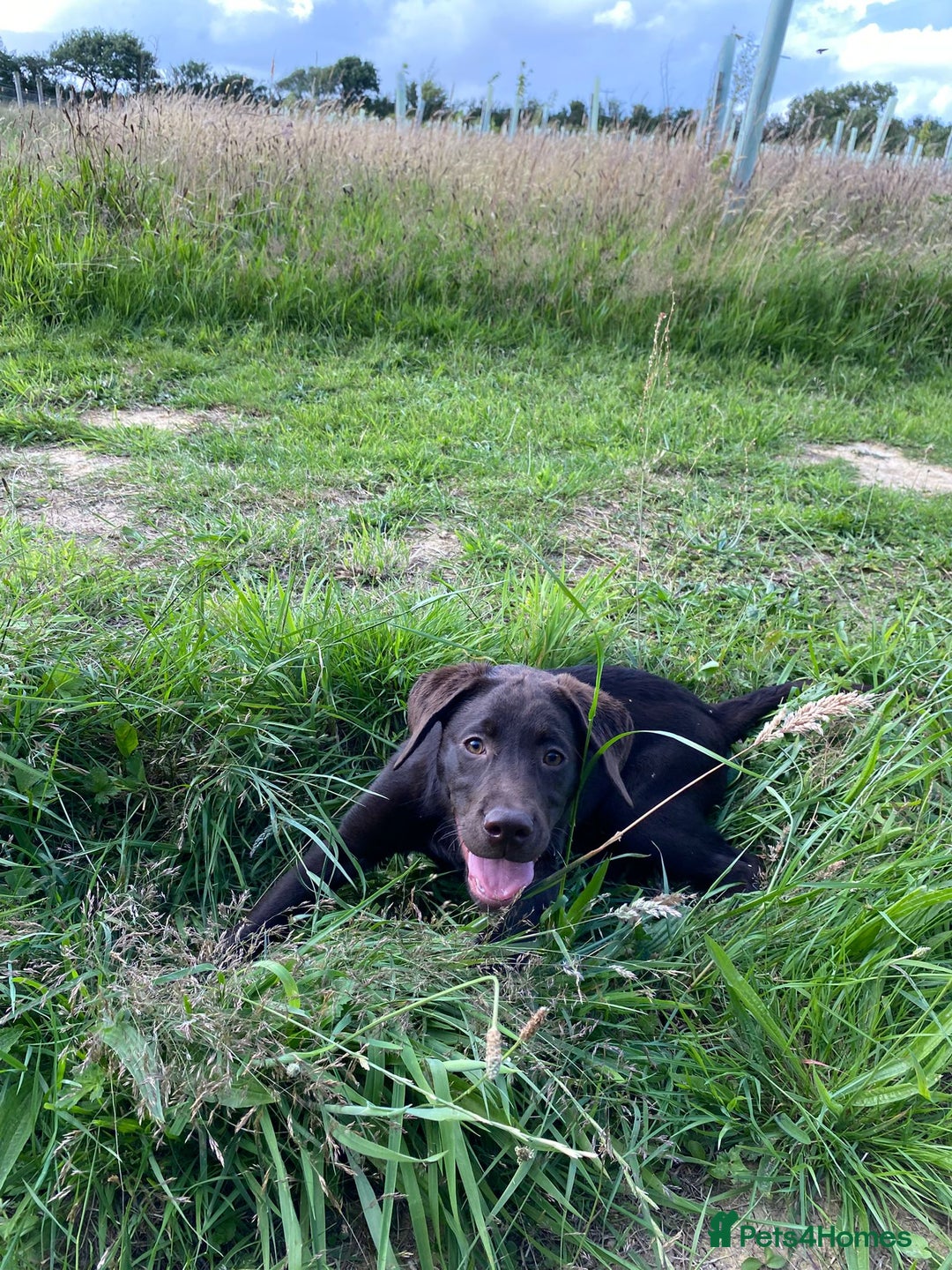 Labrador Retriever dogs for sale: KC registered Chocolate Labrador Female - Image 3
