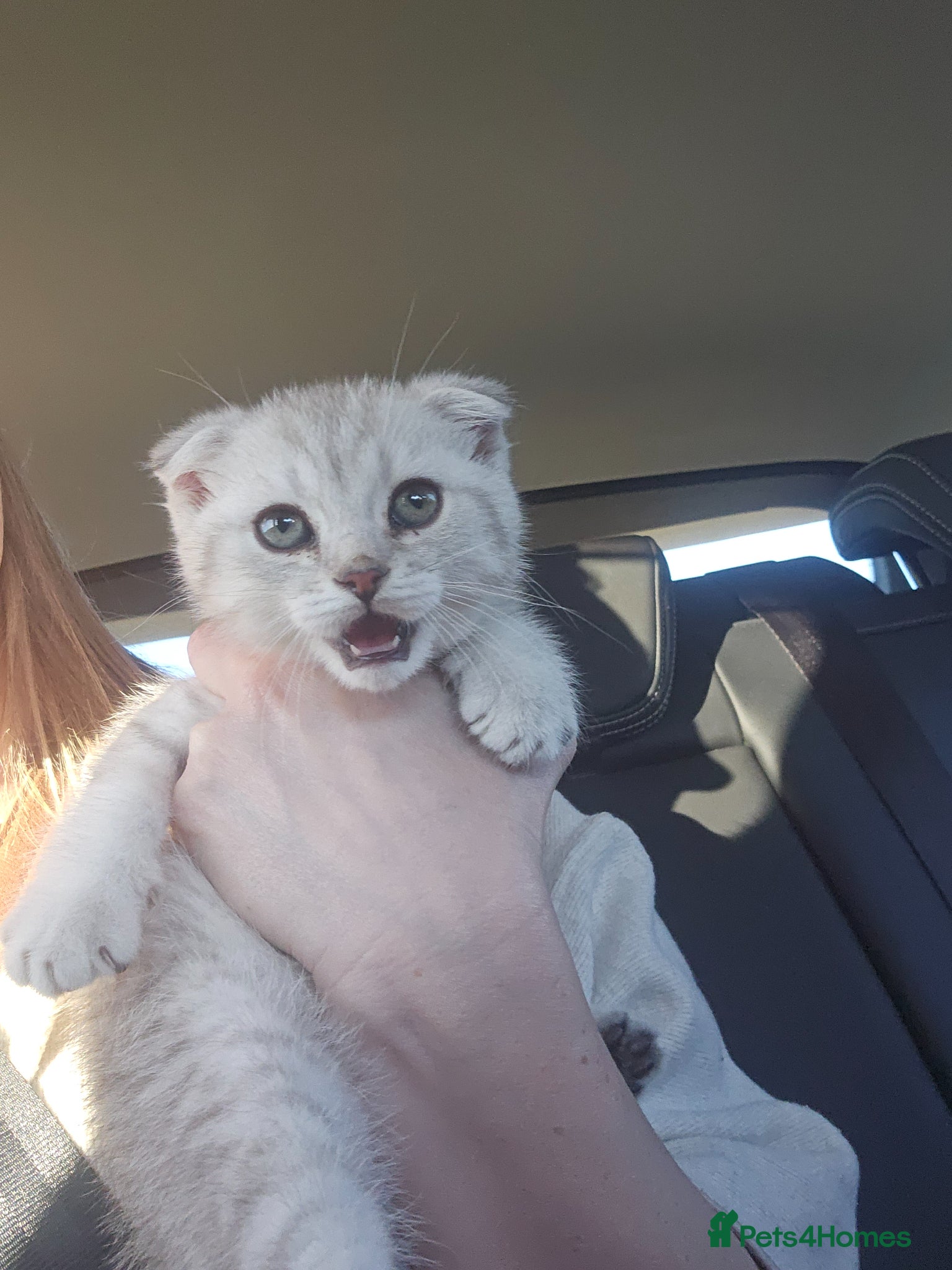 Scottish Fold cats Stunning 8 week old Scottish fold - Advert 9