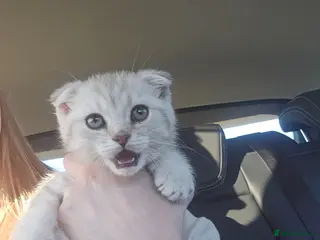 Scottish Fold cats Stunning 8 week old Scottish fold - Advert 9
