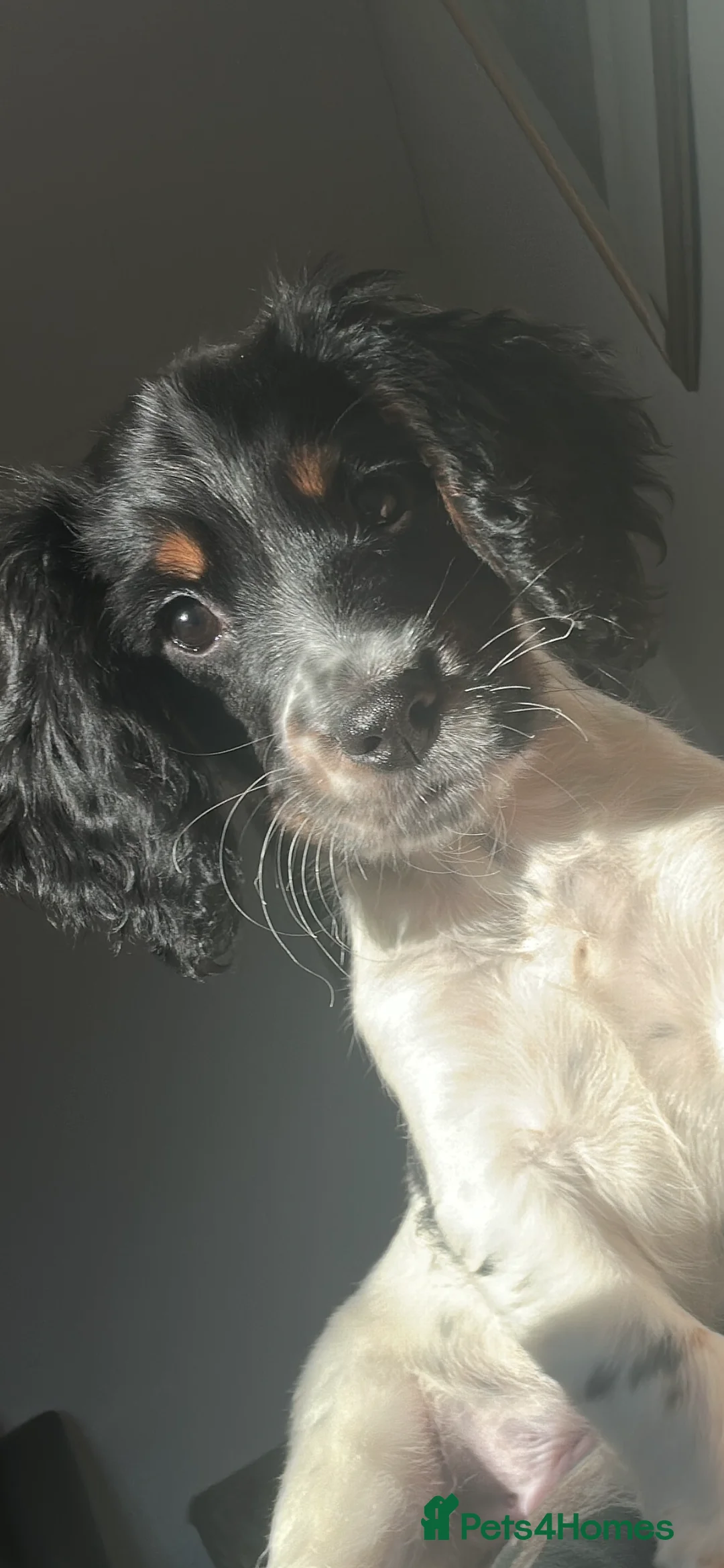 Sprocker dogs for sale: Sprocker 11 months  - Advert 2
