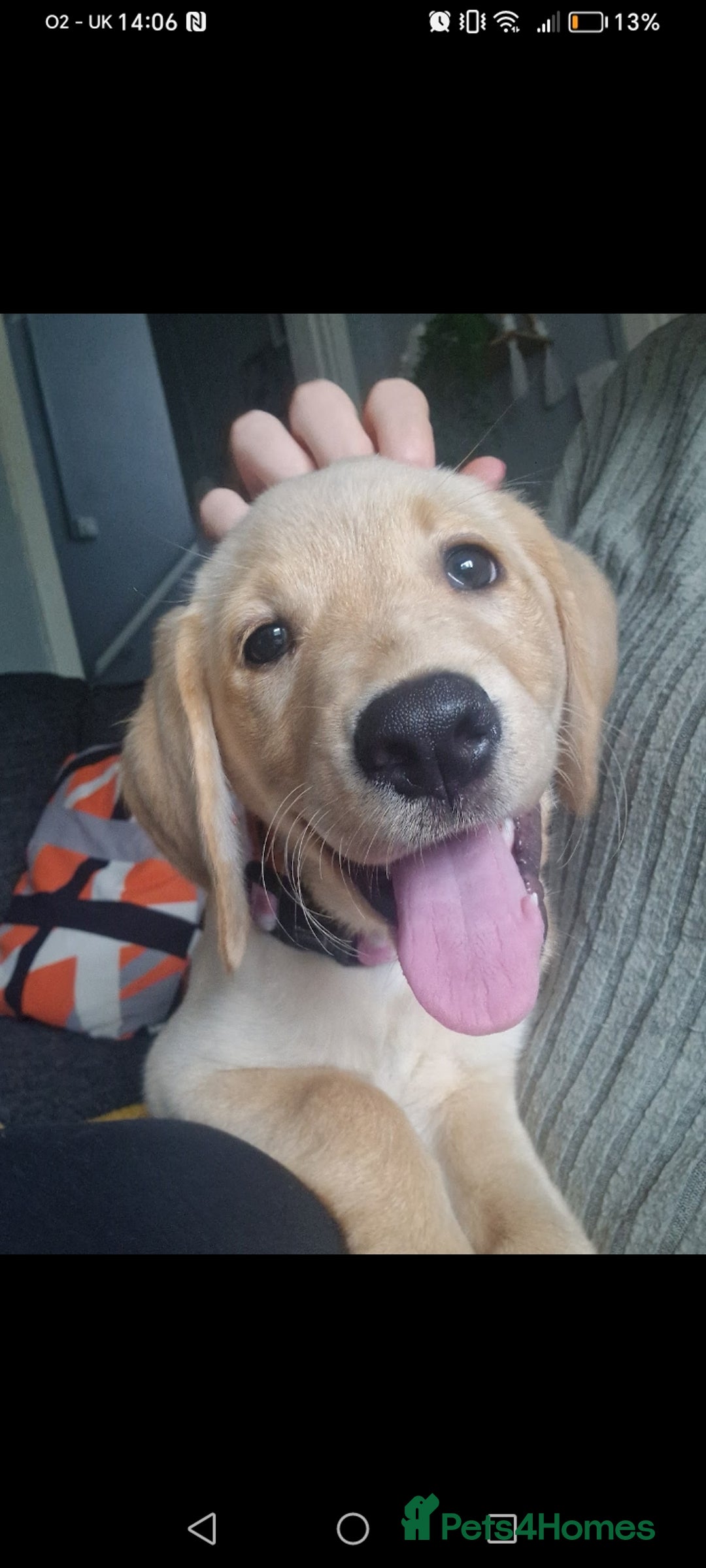 Labrador Retriever dogs for sale: Dottie needs a loving home  - Image 3