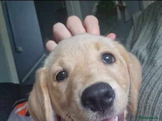 Labrador Retriever dogs - Advert 13