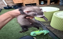 Ferret rodents for sale: Two hobs for sale. £40 each  - Image 4