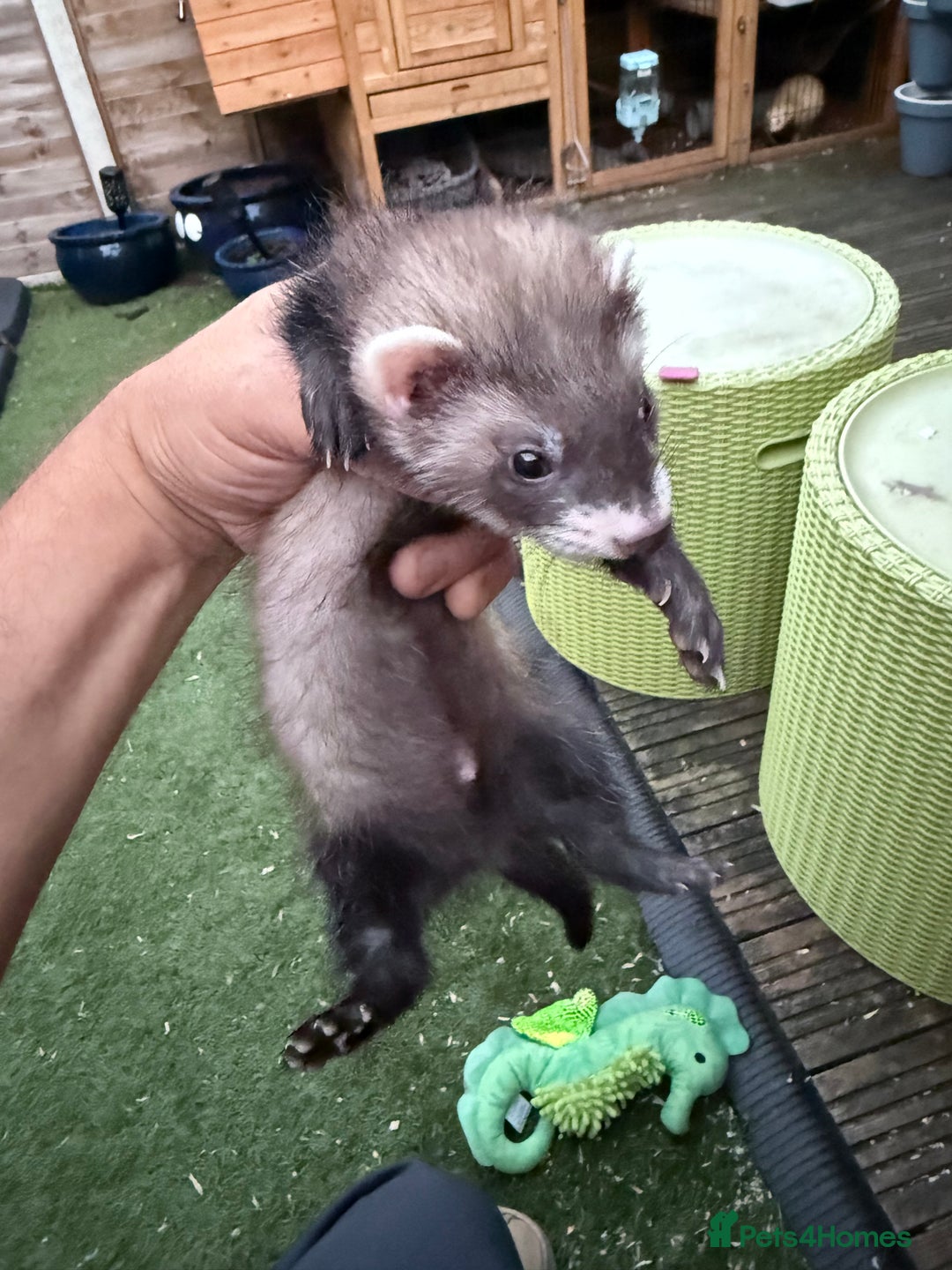 Ferret rodents for sale: Two hobs for sale. £40 each  - Image 4
