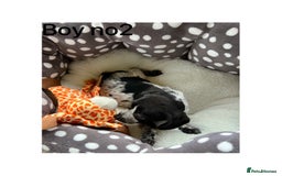 Cocker Spaniel dogs for sale: Beautiful Cocker Spaniel Puppies ❤️ - Image 2