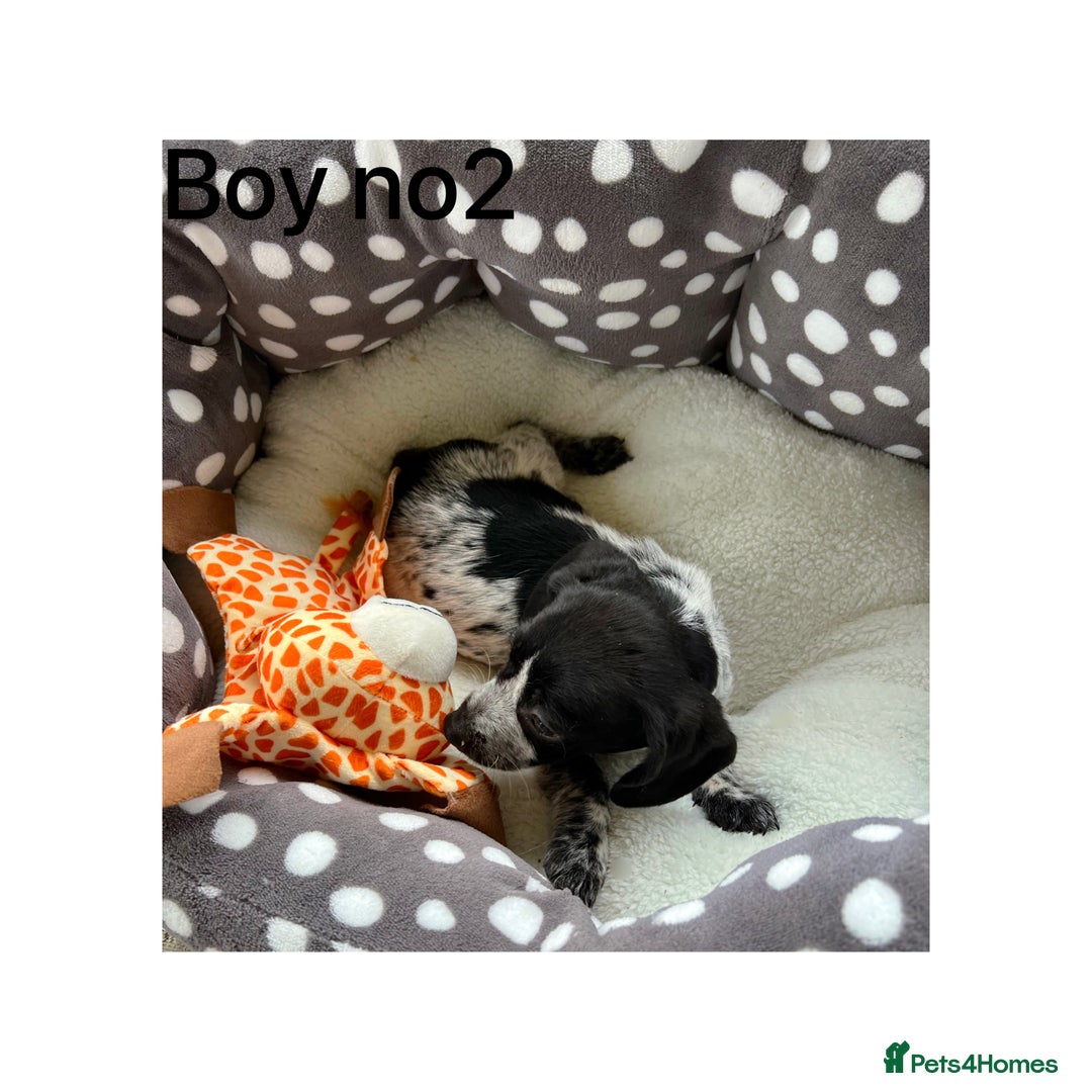 Cocker Spaniel dogs for sale: Beautiful Cocker Spaniel Puppies ❤️ - Image 2