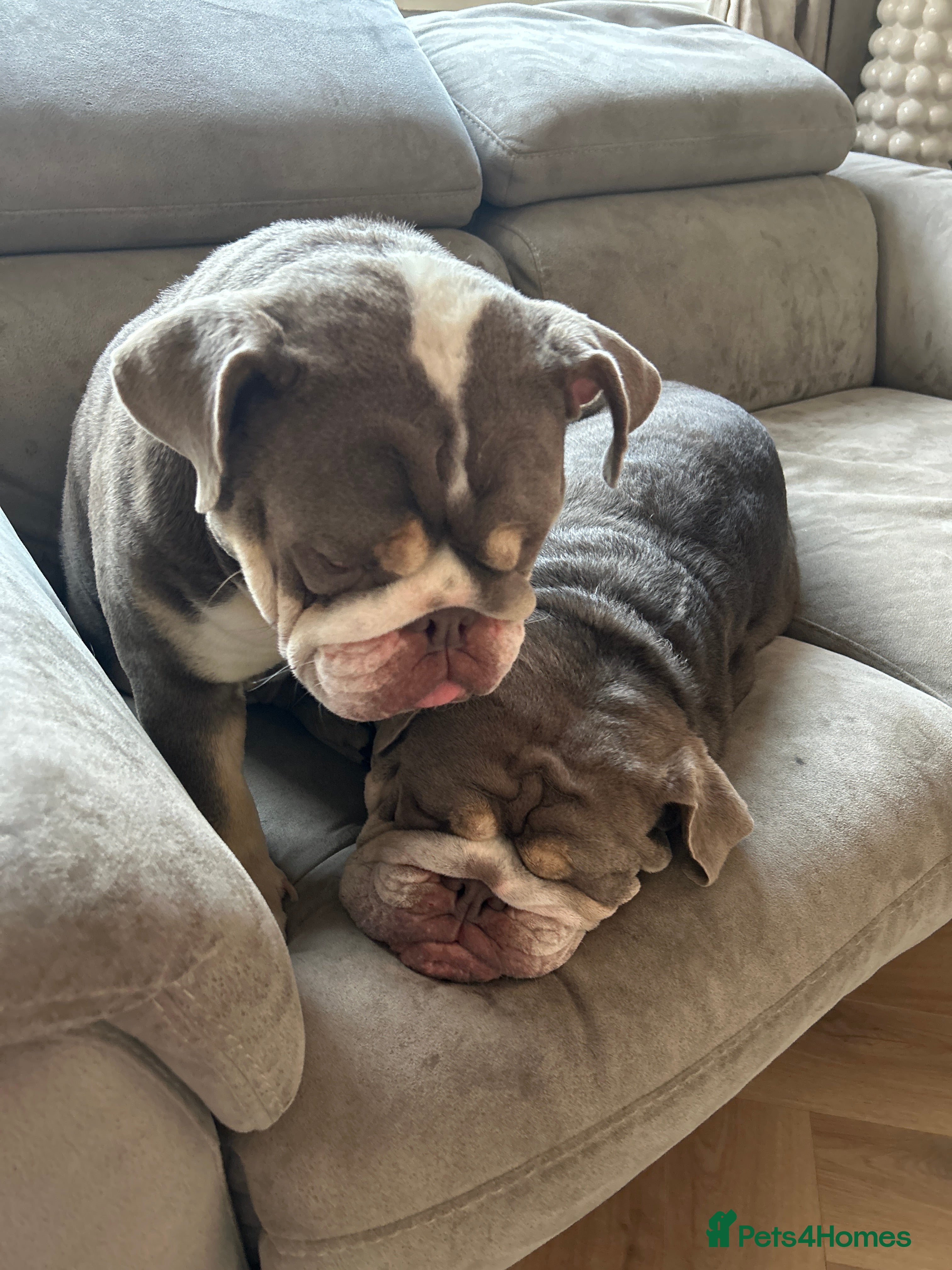 English Bulldog dogs 2 Female English Bulldogs (sisters) in Wimborne - Advert 1