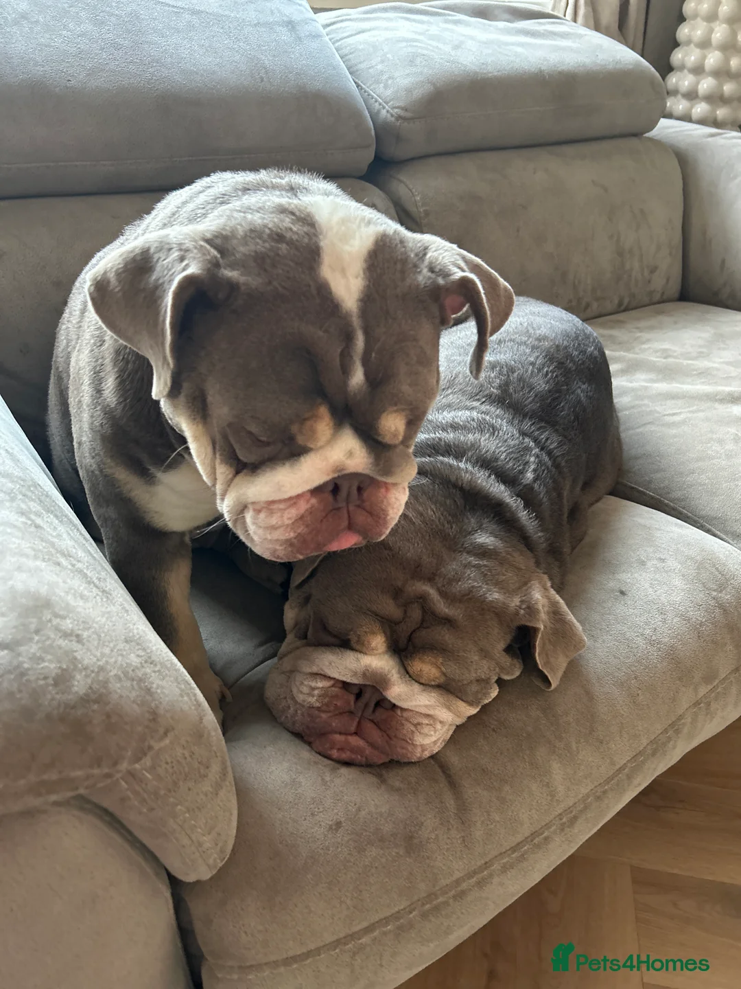 English Bulldog dogs for sale: 2 Female English Bulldogs (sisters) in Wimborne - Advert 1