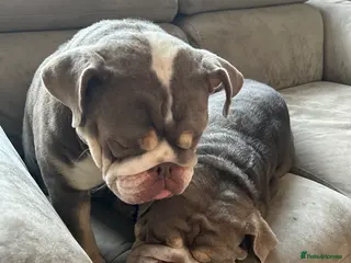 English Bulldog dogs 2 Female English Bulldogs (sisters) in Wimborne - Advert 1