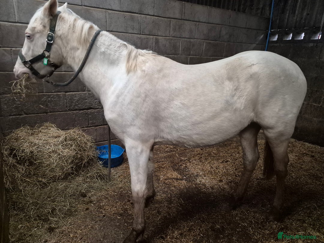 Trakehner horses for sale: 2 year old cremello and white gelding  - Advert 2