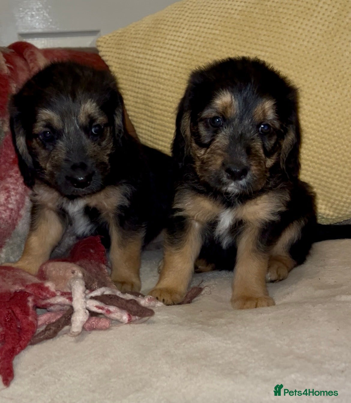 Cockapoo dogs Cockapoo puppies  - Advert 9