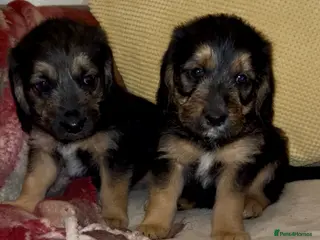 Cockapoo dogs Cockapoo puppies - Advert 9