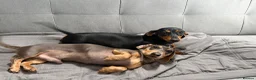 Miniature Dachshund dogs for sale: 3 Mini Daxi Puppies ready to leave - Advert 23