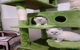 Ragdoll cats for sale: Original purebred Ragdoll kittens.Girl and boy. - Image 16