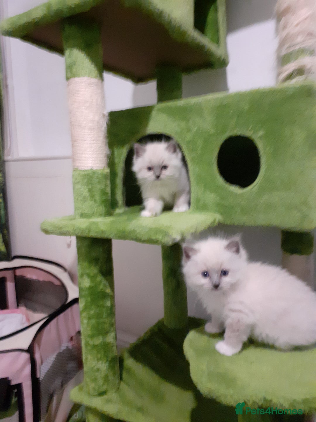 Ragdoll cats for sale: Original purebred Ragdoll kittens.Girl and boy. - Image 16