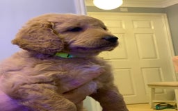 Double Doodle dogs for sale: Double doodles - Image 31