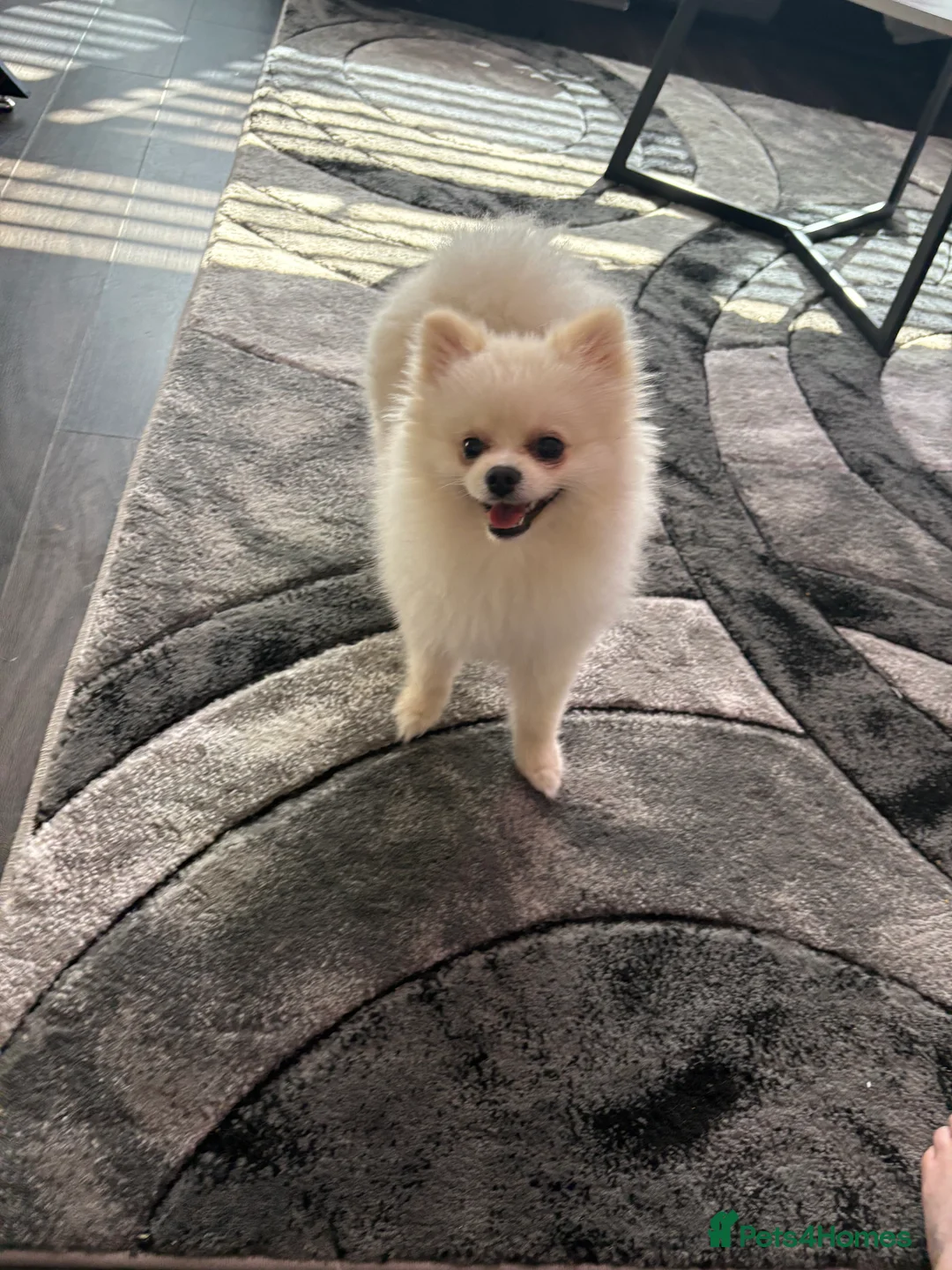 Pomeranian dogs for stud: pomeranian for stud - Advert 2