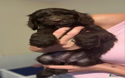 Cockapoo dogs for sale: Ready to leave Minature F1 PRA clear cockapoo pups - Image 27