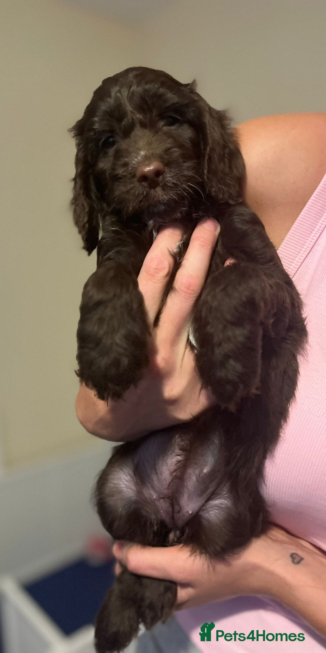 Cockapoo dogs for sale: Ready to leave Minature F1 PRA clear cockapoo pups - Image 27