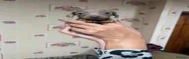 Miniature Dachshund 4