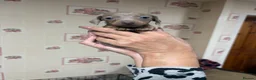 Miniature Dachshund dogs for sale: Miniature dachshunds  - Advert 6