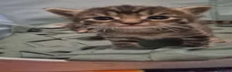 Mixed Breed cats for sale: 1 male and 1 female kitten  - Advert 4
