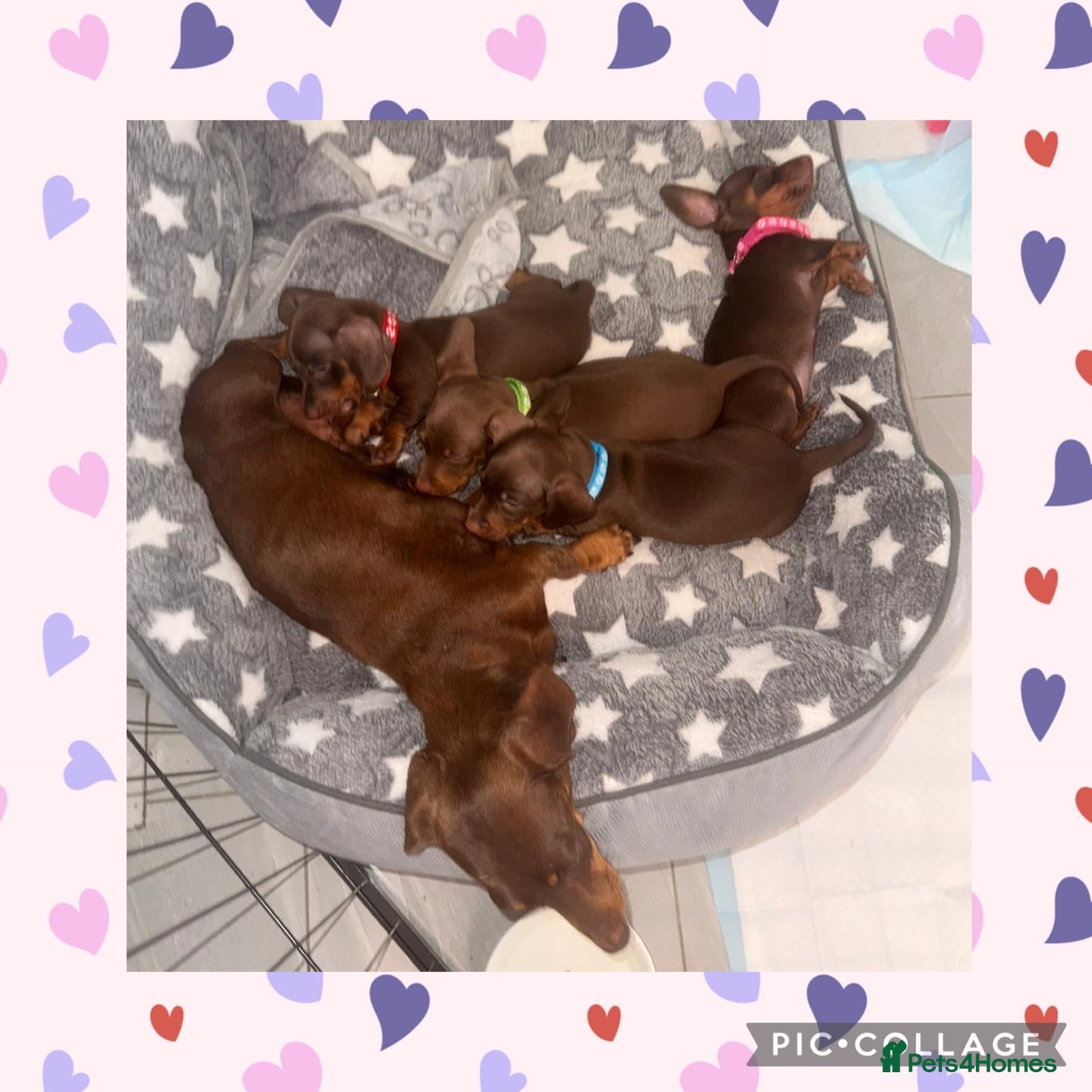 Miniature Dachshund dogs Beautiful Chocolate & Tan K.C Registered Puppies - Advert 2