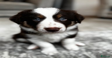 Border Collie dogs - Advert 1