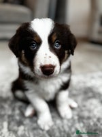 Border Collie dogs - Advert 1
