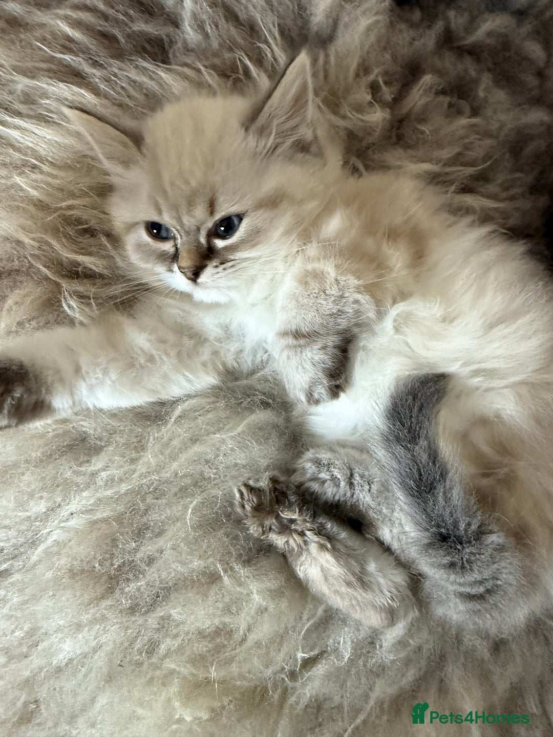 Ragdoll cats for sale: Ragdoll blue lynx ready now  - Image 13