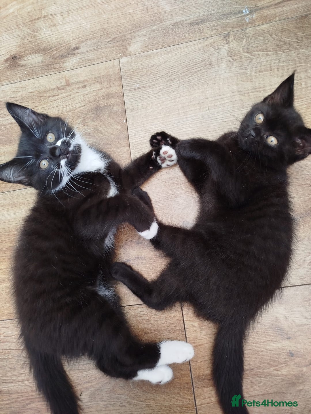 British Shorthair cats for sale: Beautiful kitten  - Image 7