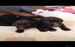 Cocker Spaniel dogs for sale: Cocker spaniel worker puppies  - Image 4